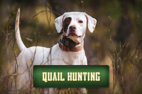 4R Ranch South Texas Quail Hunts