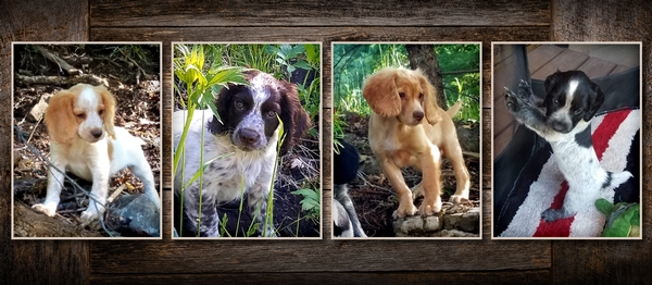 4R Ranch 2019 Summer Update