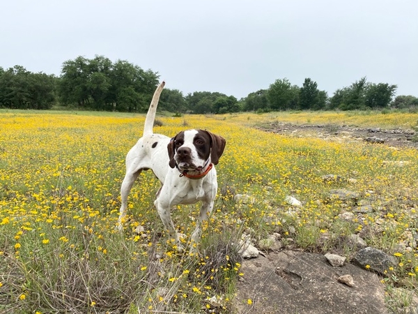 Spring 2020 4R Ranch Newsletter