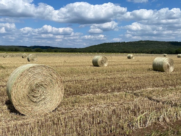 Summer Update 4R Ranch Newsletter