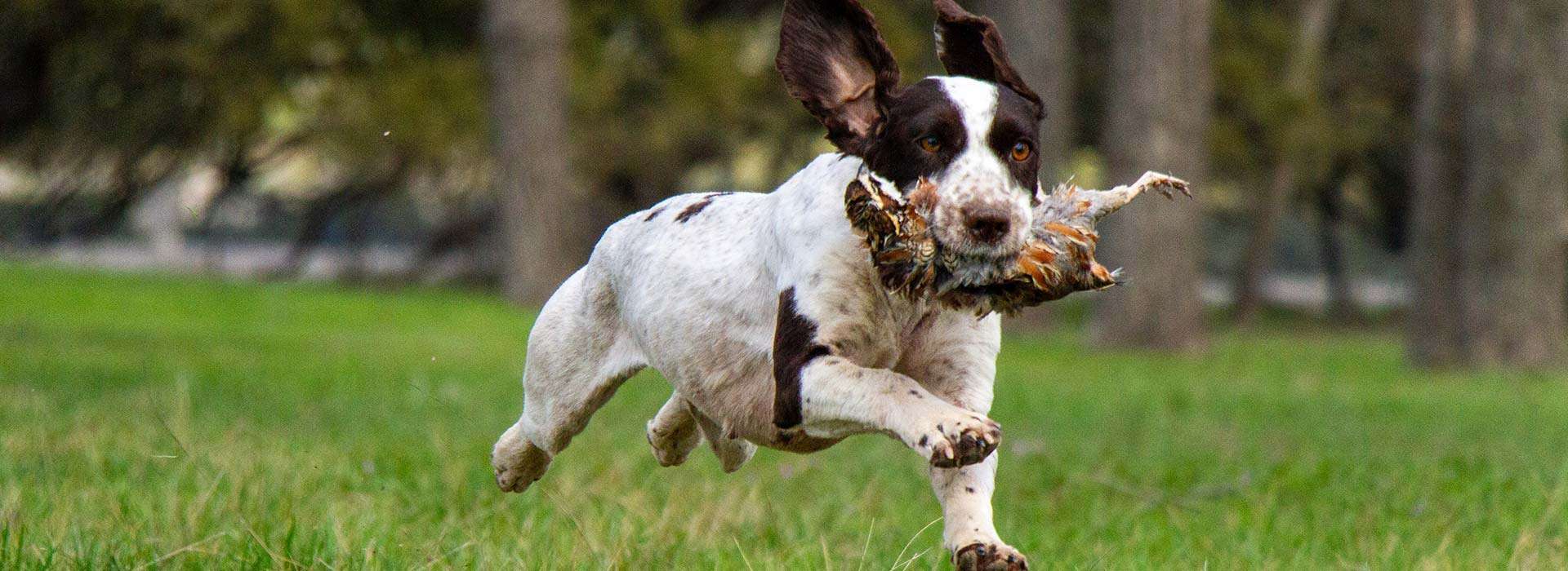 Pick of The Litter Pick of The Litter