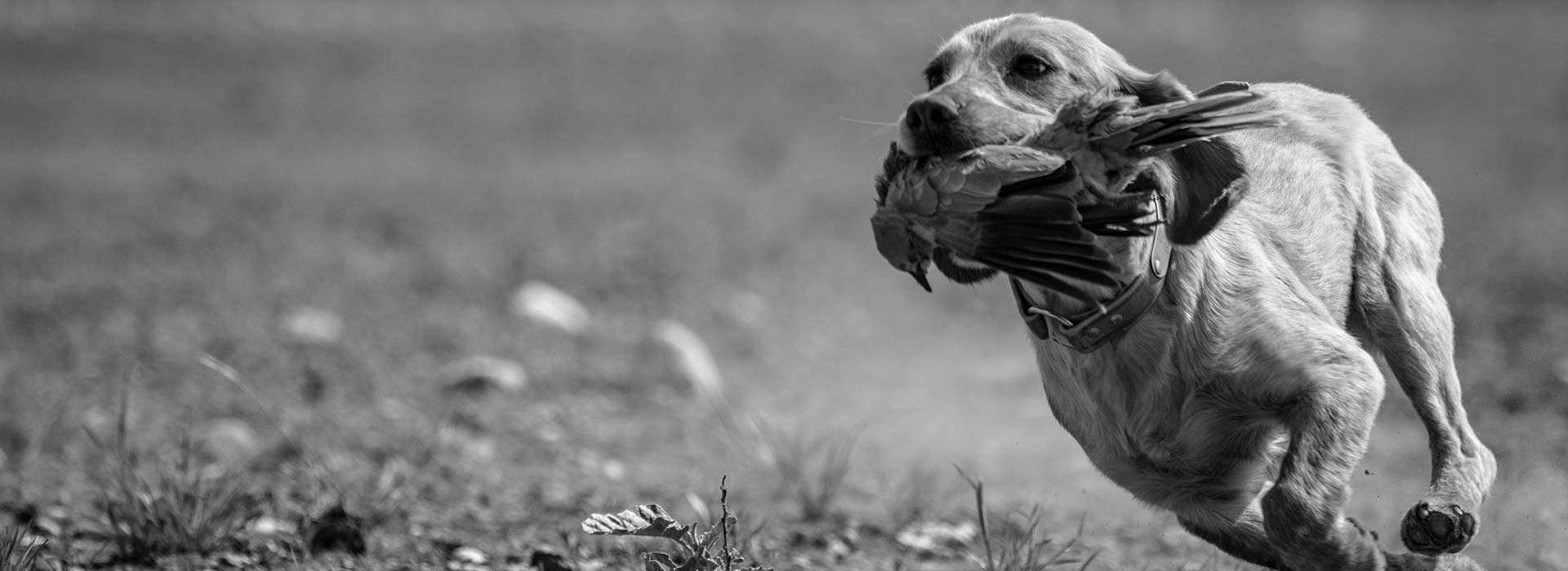 South Texas Dove Hunts | Pheasant & Dove Combo South Texas Dove Hunts | Pheasant & Dove Combo