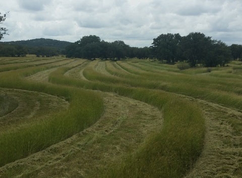 texas hunting ranch