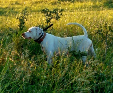 texas hunting ranch