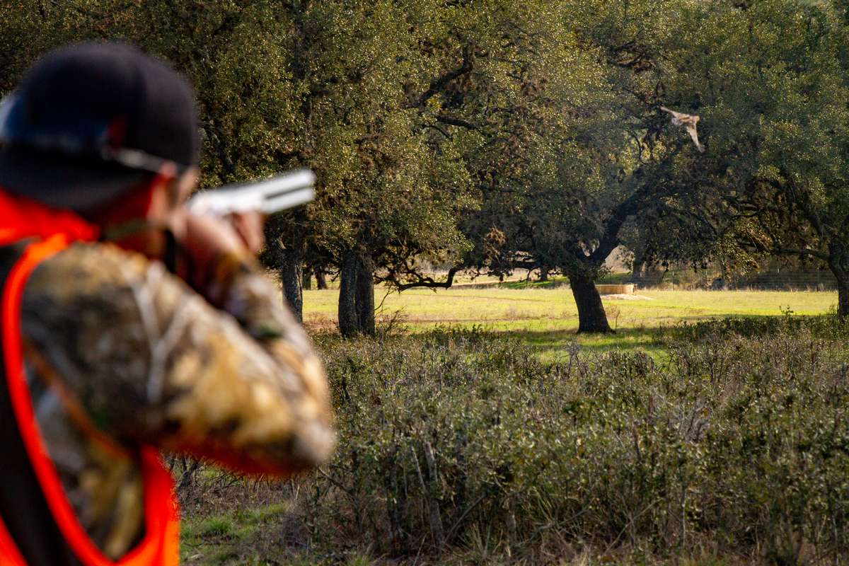 Self-Guided Quail Hunts Texas Quail Hunting