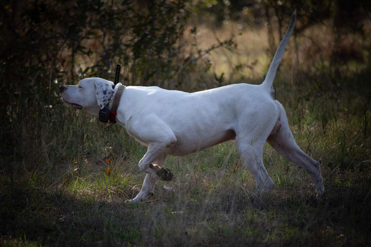 South Texas qual hunting